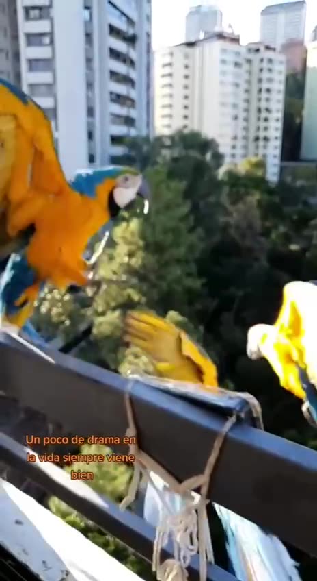 Chain reaction explained in 12 seconds