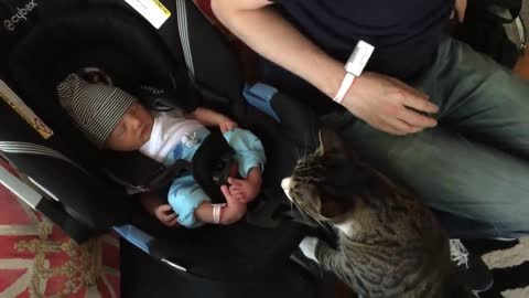 Cats meet baby for the first time - PART 1