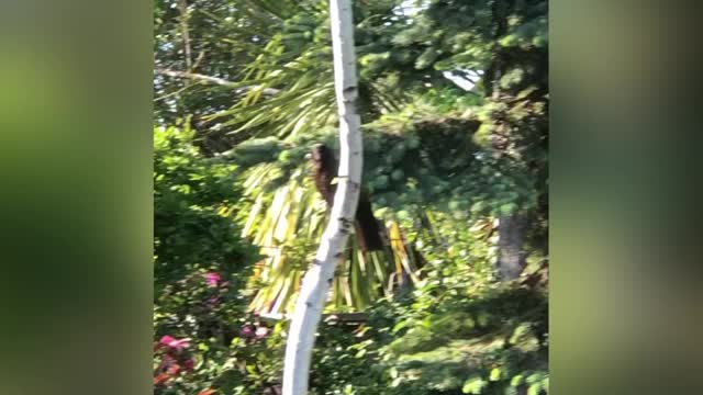Giant Corvid Visits my Backyard (Music Video)