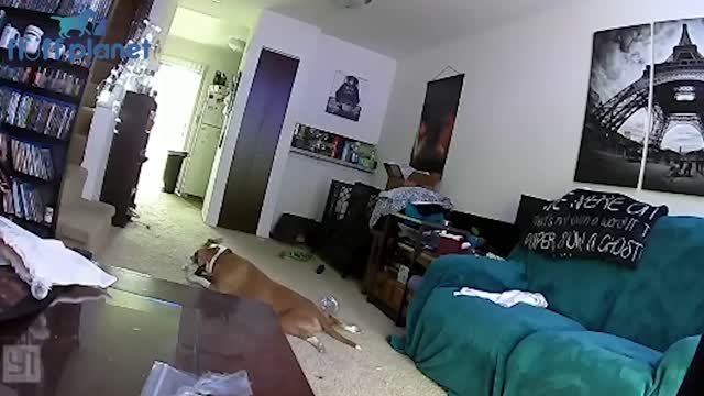 Silly Funny Dogs 15