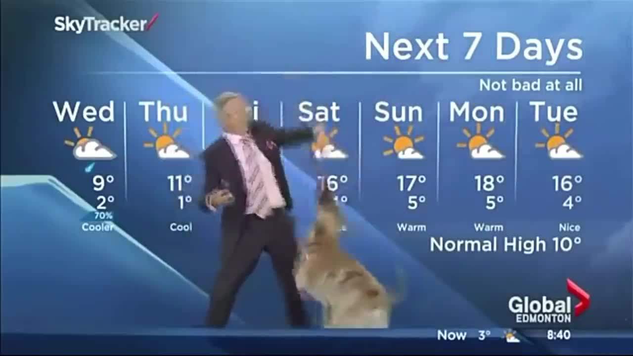 Best funny dogs interrupt work from home live interviews news reports compilation 2021