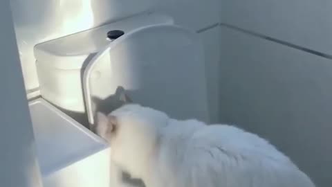 Cat Wars: Cat Hide and Seek