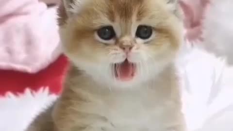 Cute and Funny Cat