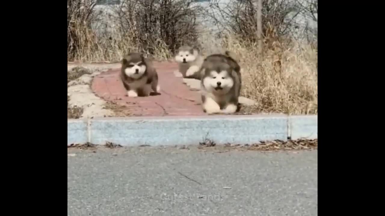 ๐Cute Dogs And Funny Pets | Try Not To Laugh To These Pets Compilation #83๐