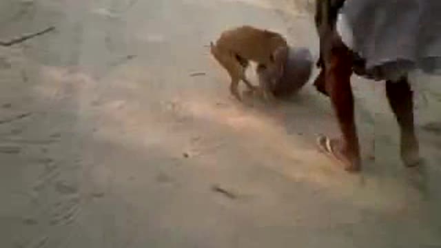 Funny Clip - Dog