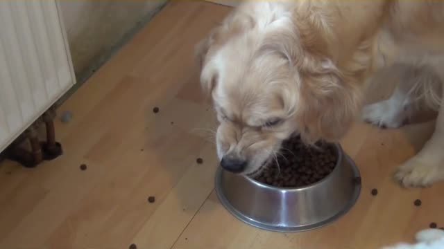 Food dog