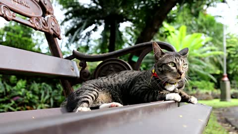 black cat seating on chair.