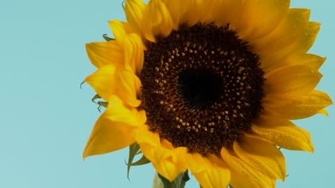 Sunflower, close up