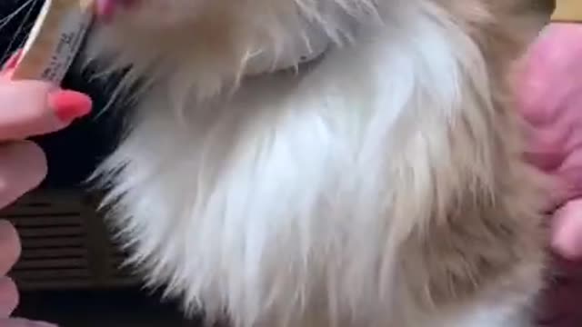 top funny cats videos (3)