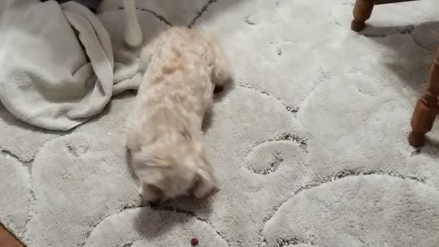 Puppy playing with her food