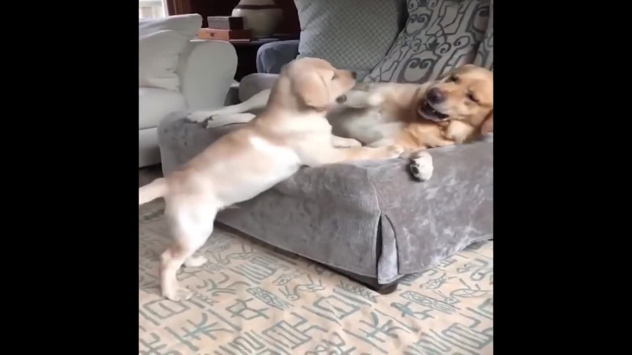 dog funny moment jessica soho
