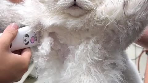 shock😦#funnycat #cat #cutecat #catvideos #fyp #catlover