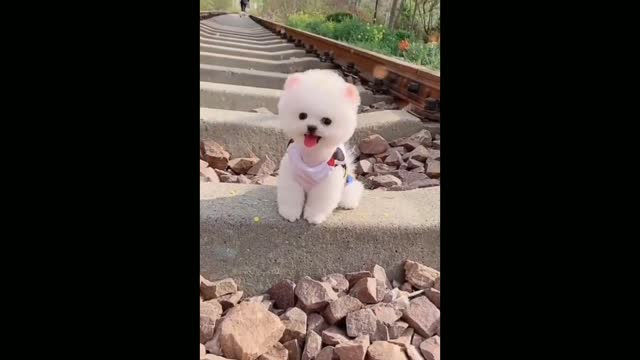 Cute Pomeranian puppy video | dog 🐕 video | cute puppy