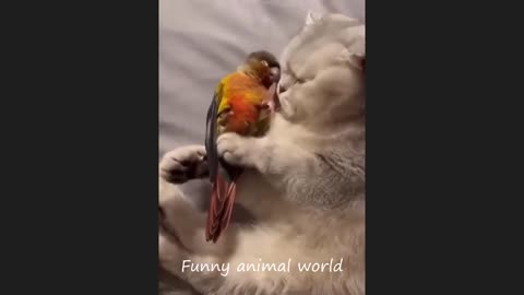 Funny cat videos 2024