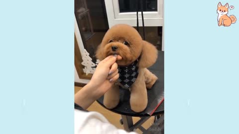 Siren Sounds That Make Dogs Howl cute dog
