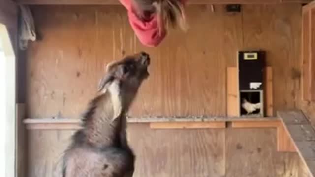 Funny Goat Video