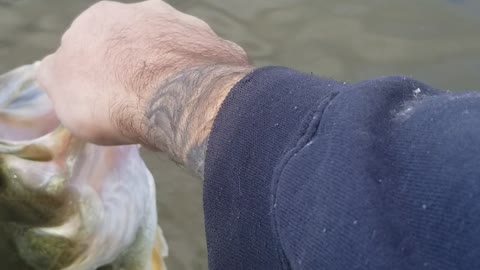 Montana Largemouth