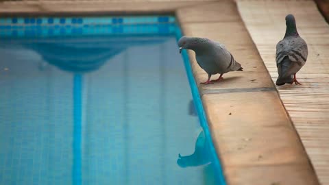 Snake moving in slow motion