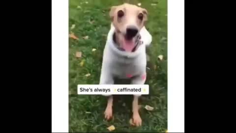 TIK TOK Funny animal :)