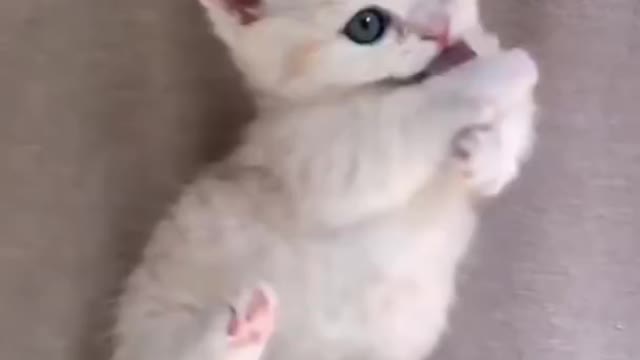 Cute cat video