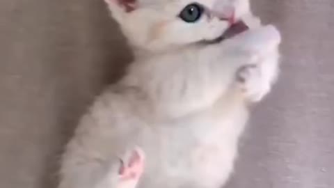 Cute cat video