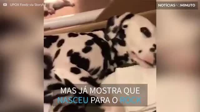 Conheça o cãozinho mais roqueiro de todos