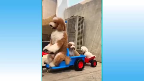 Funniest pets laughter
