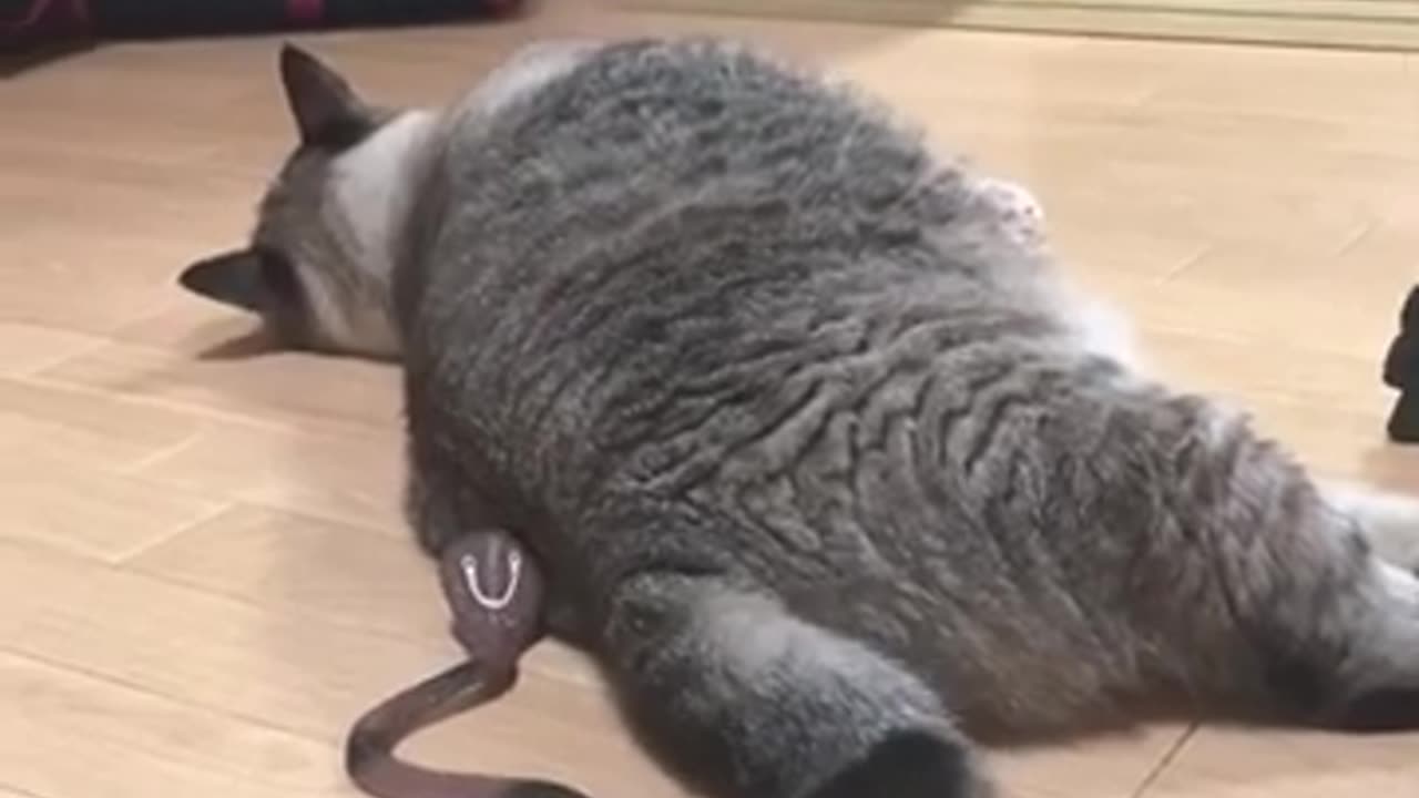 Surpris My cat