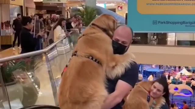 Magnificamente Lindos cães!!!