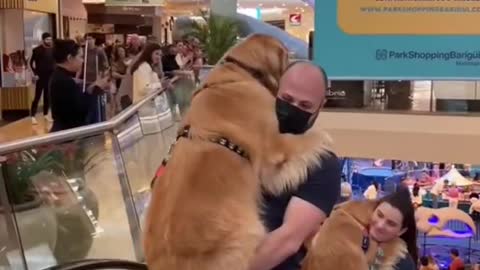 Magnificamente Lindos cães!!!