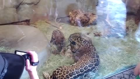 3 month old Jaguar cubs at San Diego Zoo