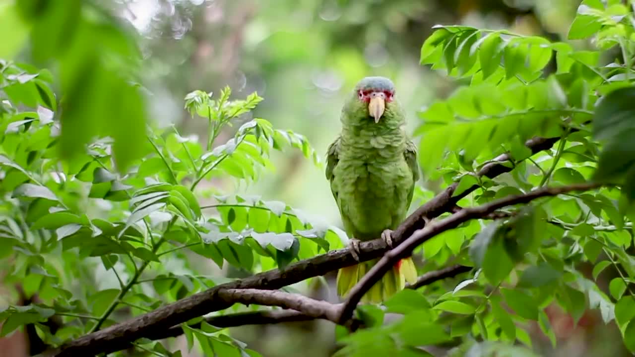 Green Bird Perched on Tree Branch