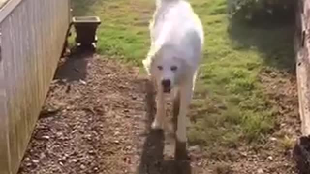 White dog on grass dancing in mist of yellow sprinkler