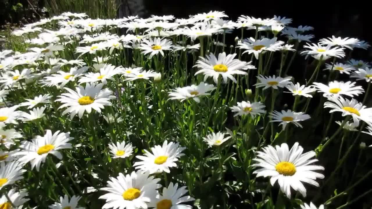 |Relax Music with Flower stock footage| Nature Garden| Must watch collection|