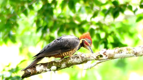 Close up view of a woodpecker perched on a tree branch,,,