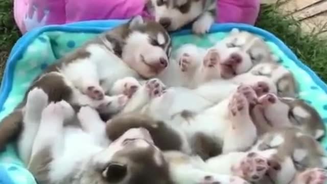 A litter of cute pets