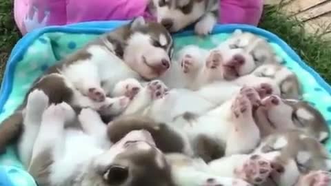 A litter of cute pets