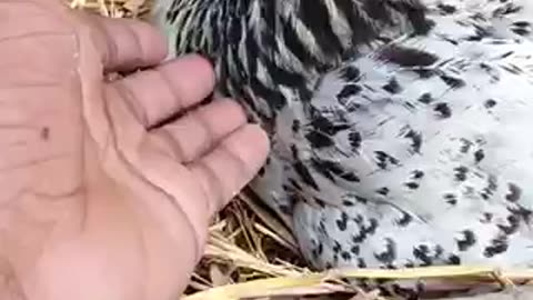 Amazing chicken 🐓 trending video