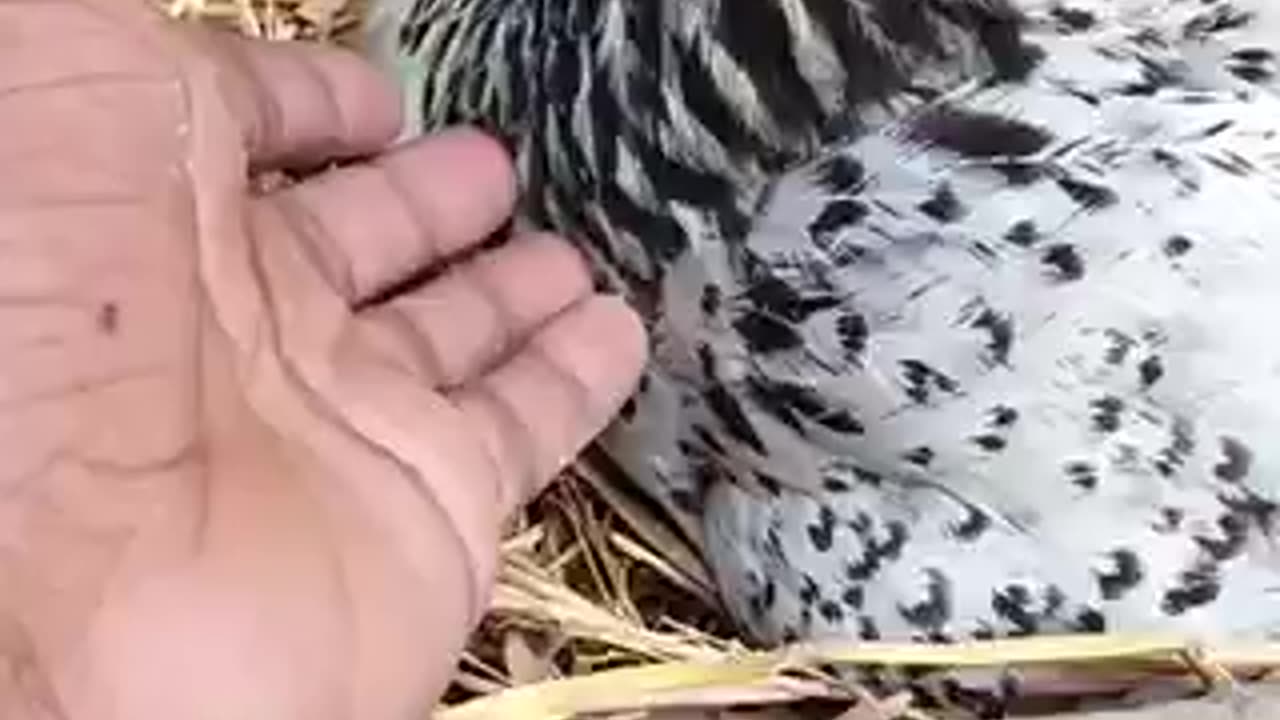 Amazing chicken 🐓 trending video