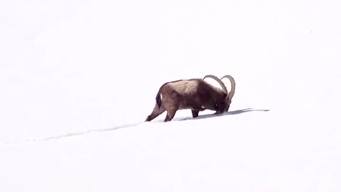 Wild life