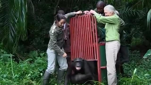 Animals Talking to Humans