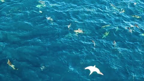 Amazing Flock of Wild Dolphins Playing in the Sea