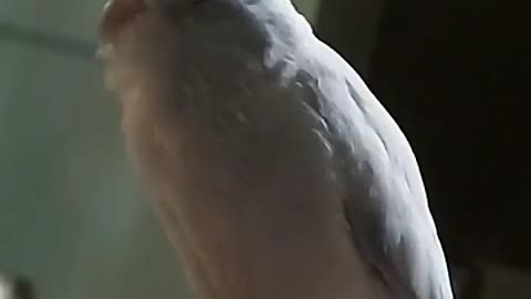 You ever heard a bird snoring ?