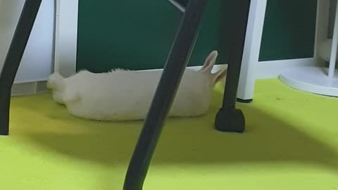 Are you sleepy?🐇💕💕