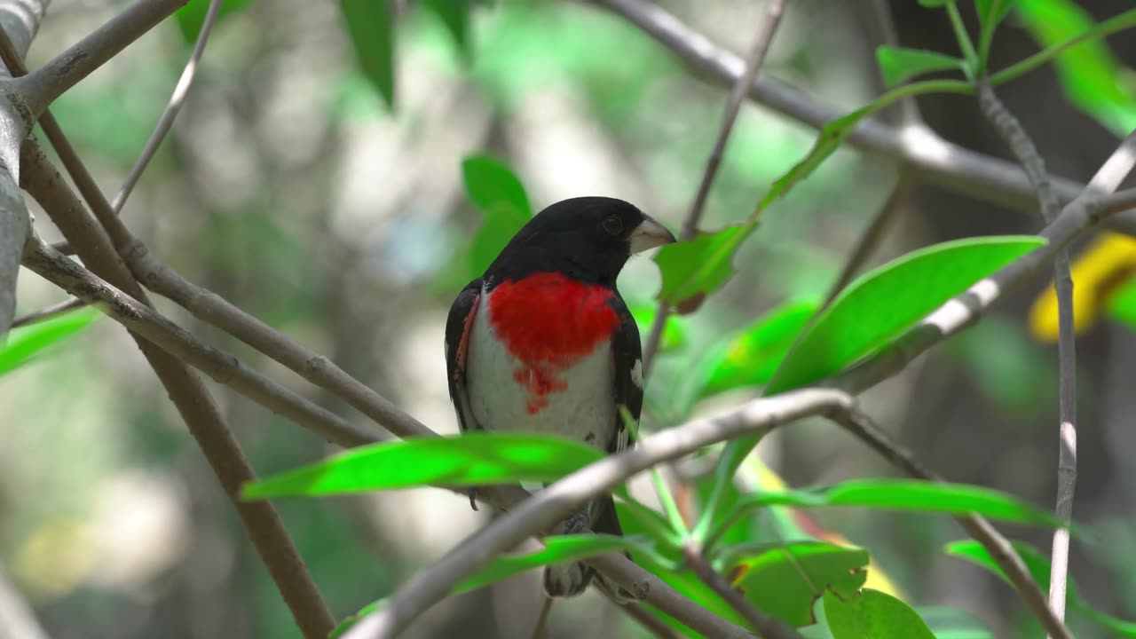 The Most Colorful Nature in REAL 8K HDR | TRAILER & TV DEMO 2024