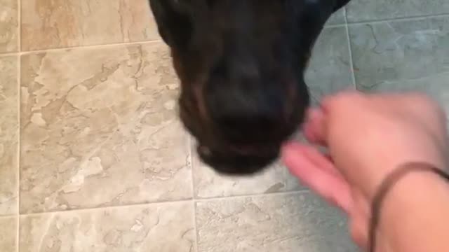 Black dog eating eating carrot in kitchen