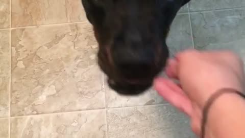 Black dog eating eating carrot in kitchen