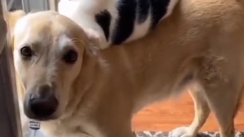 Cat and dog best friend ever