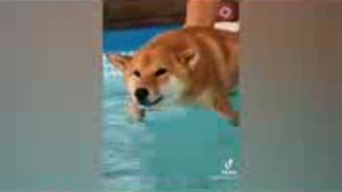 Animal tiktok