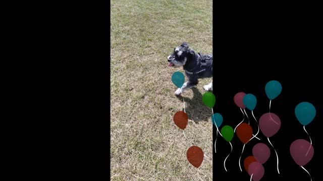 Walking The Happiest Schnauzer 😄